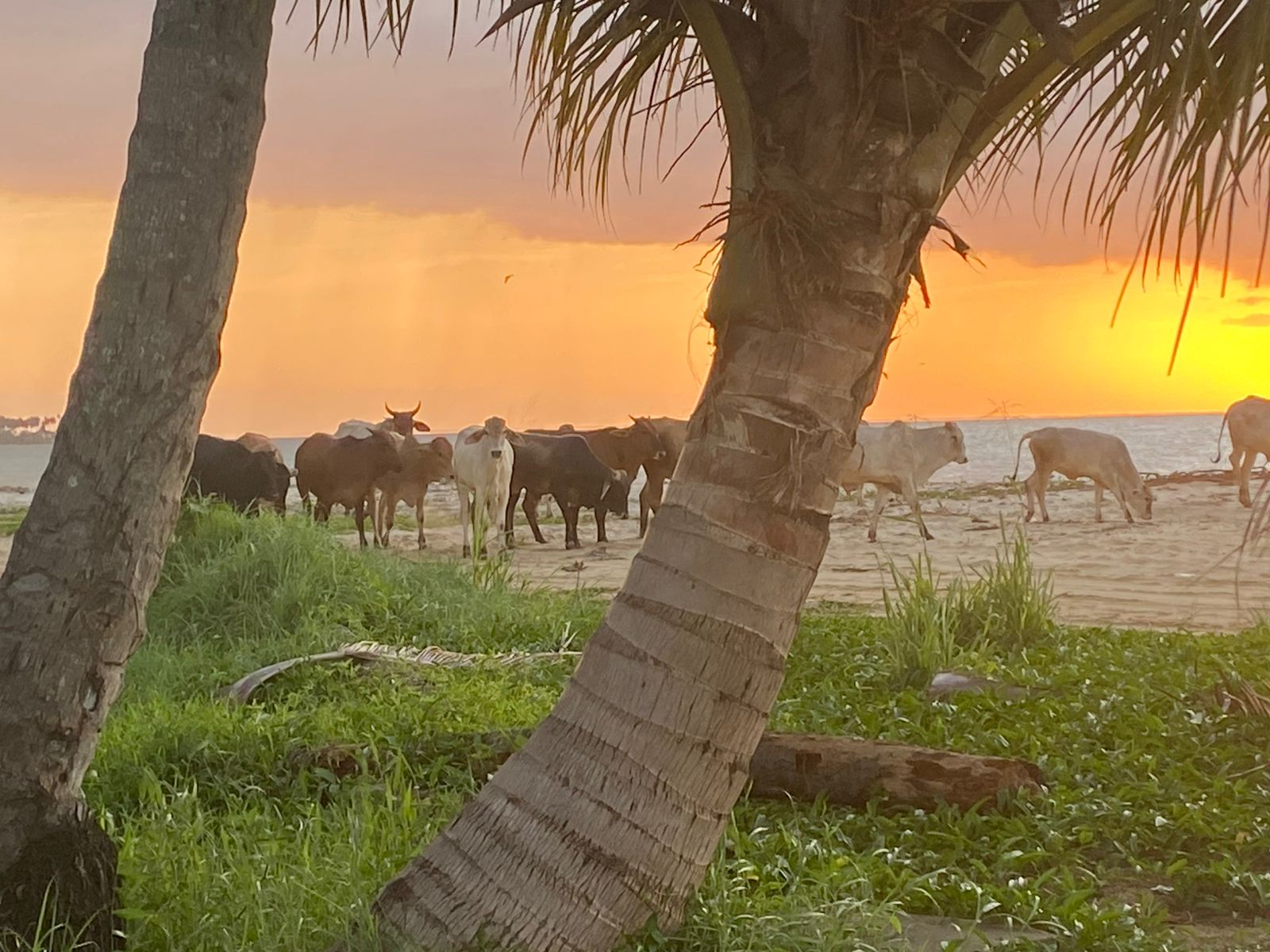 Cattle grazing under a palm tree as the sun sets over open grassland