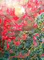 Scarlet Ibis